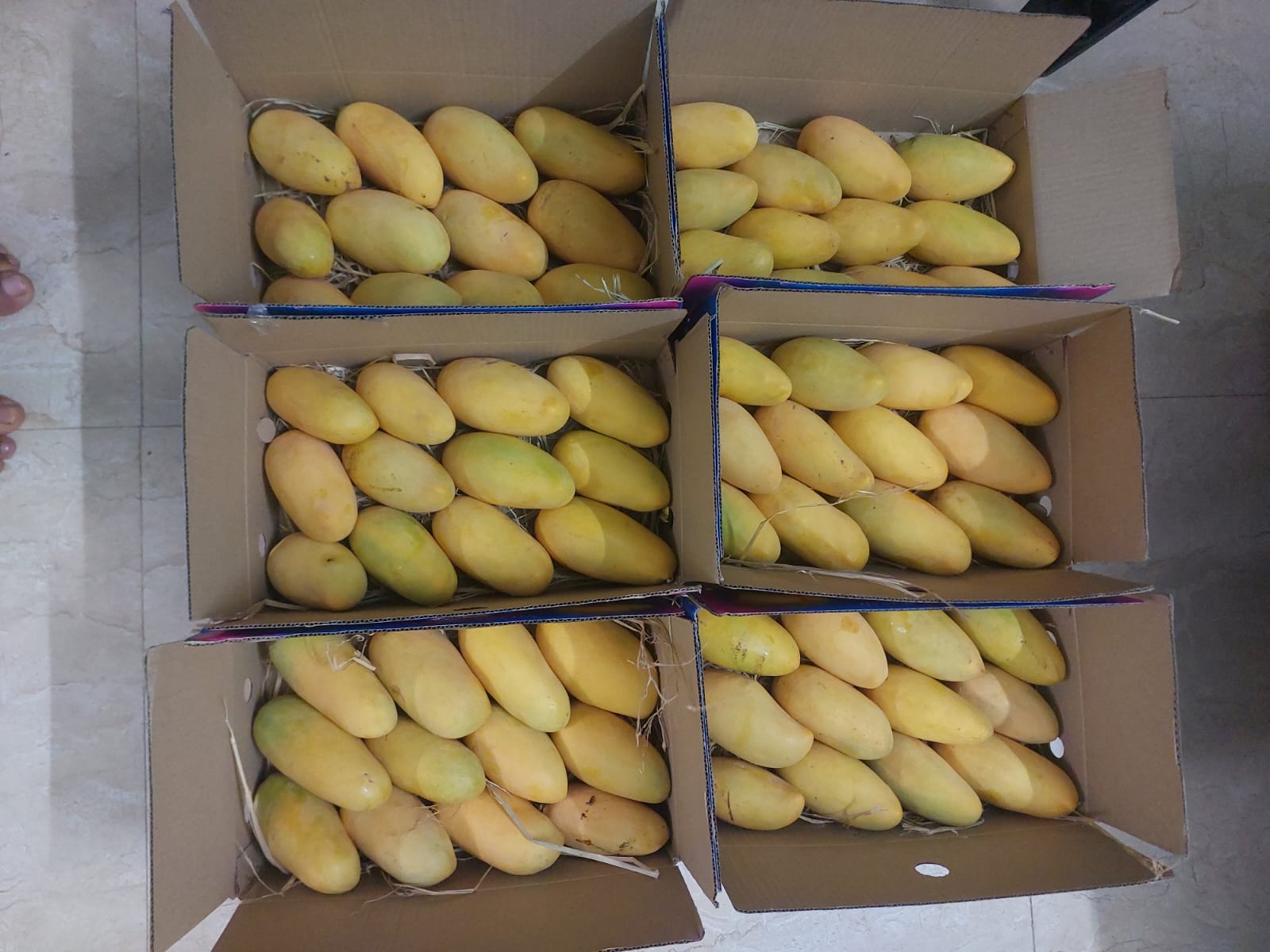 Premium mango packing and quality sorting facility at Naveen Mango Thailand farm, NH-50 Vijayapura Karnataka